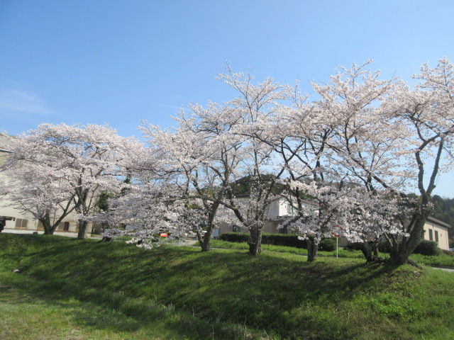 篠山工場の桜