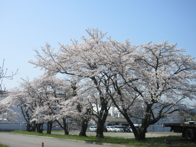 篠山工場の桜